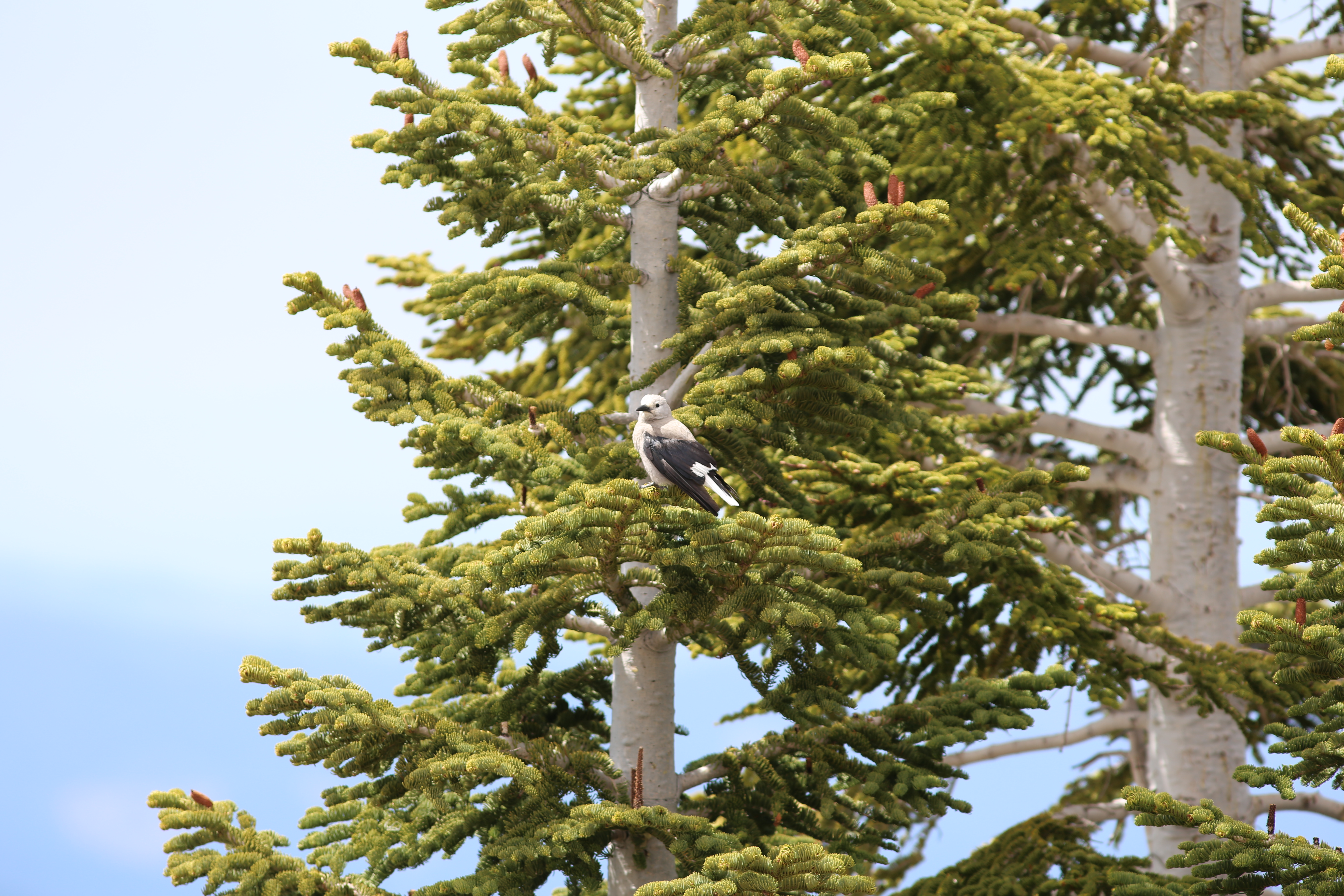 A Clark's Nutcracker perched among the dense green branches of a subalpine fir against a pale blue sky