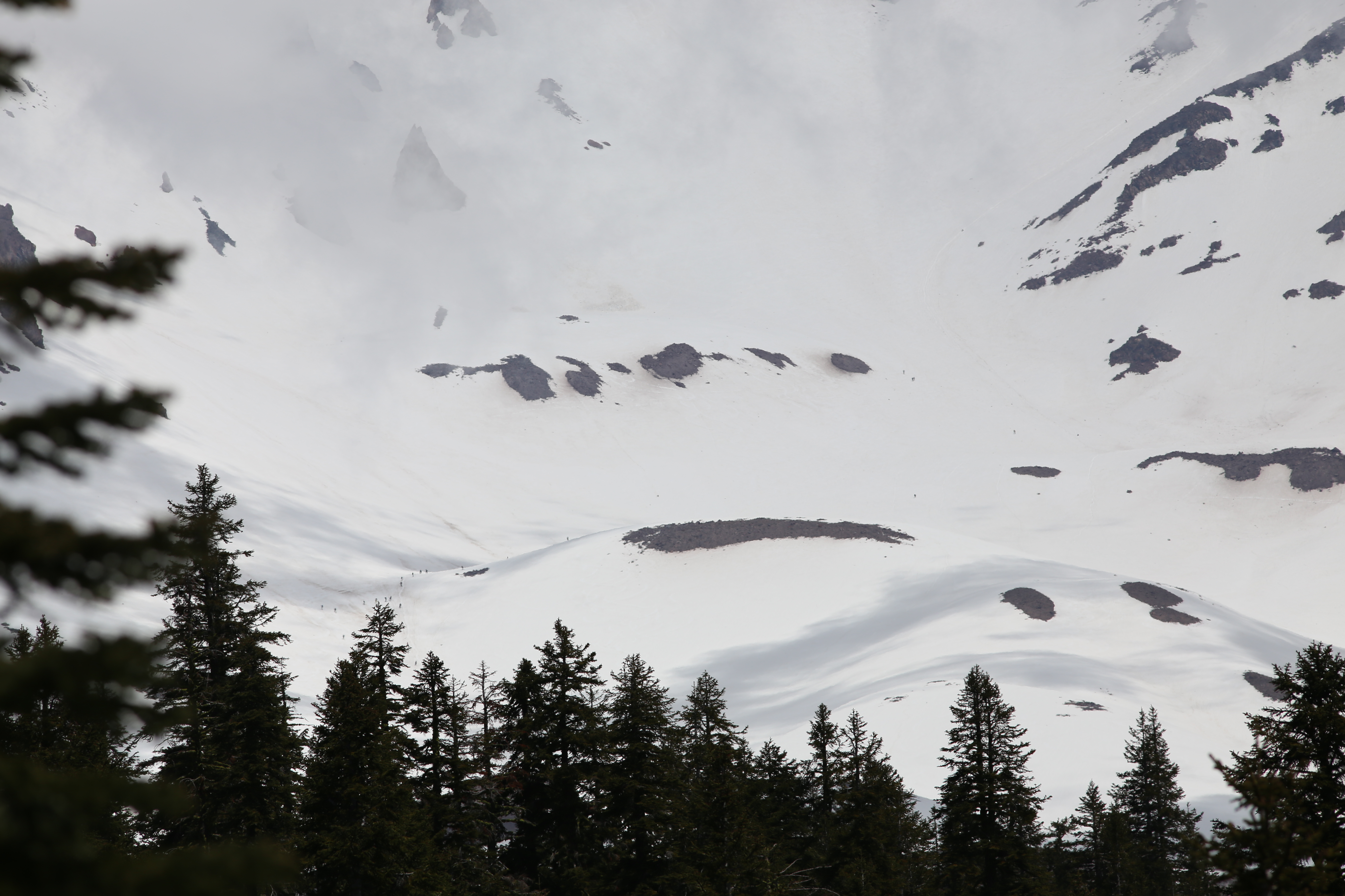 Mt Shasta's snow-covered lower slopes and glaciers framed by dark silhouetted conifers under an overcast sky