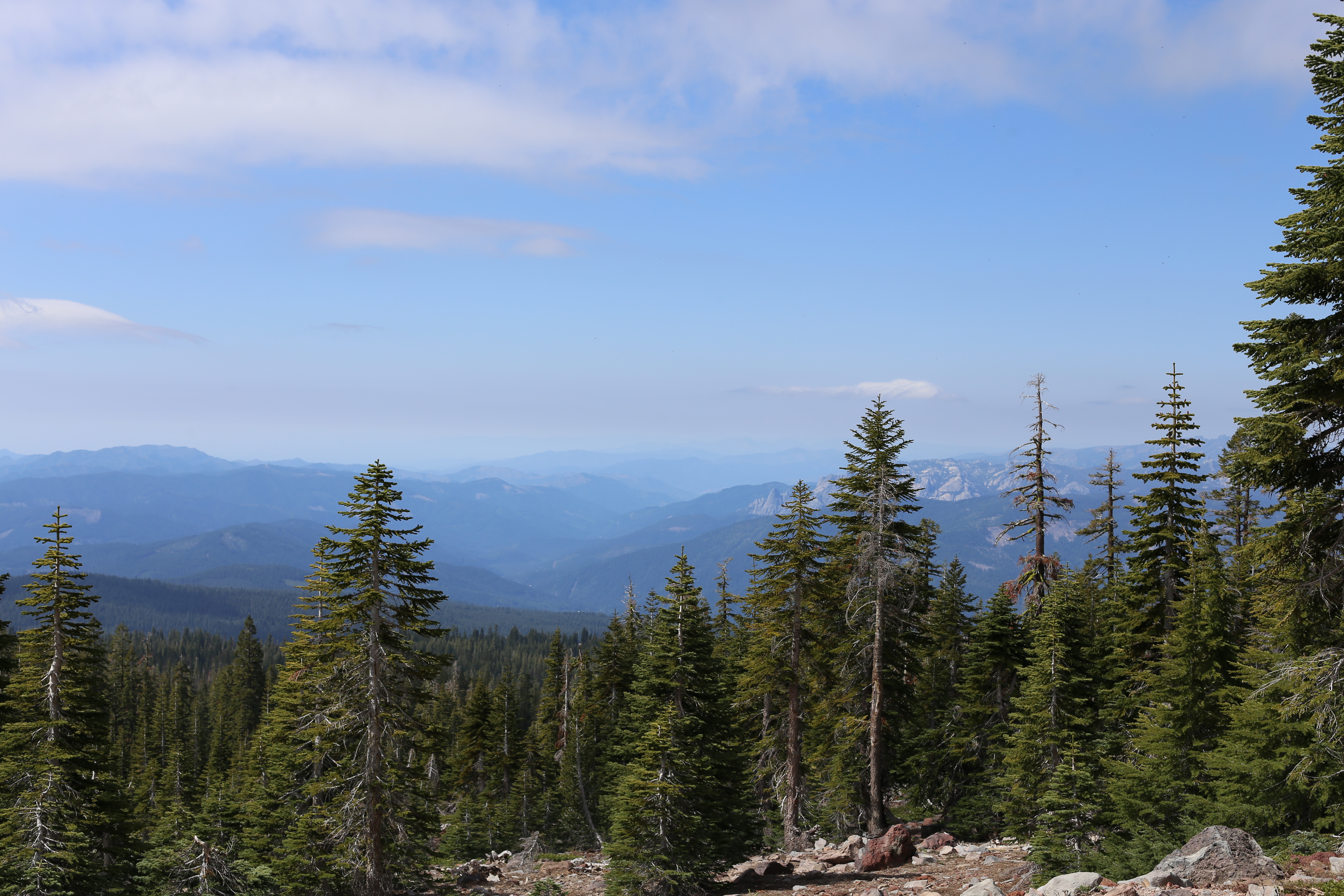 Elevated panoramic view through tall conifers across a broad forested valley with blue mountain ridges in the distance