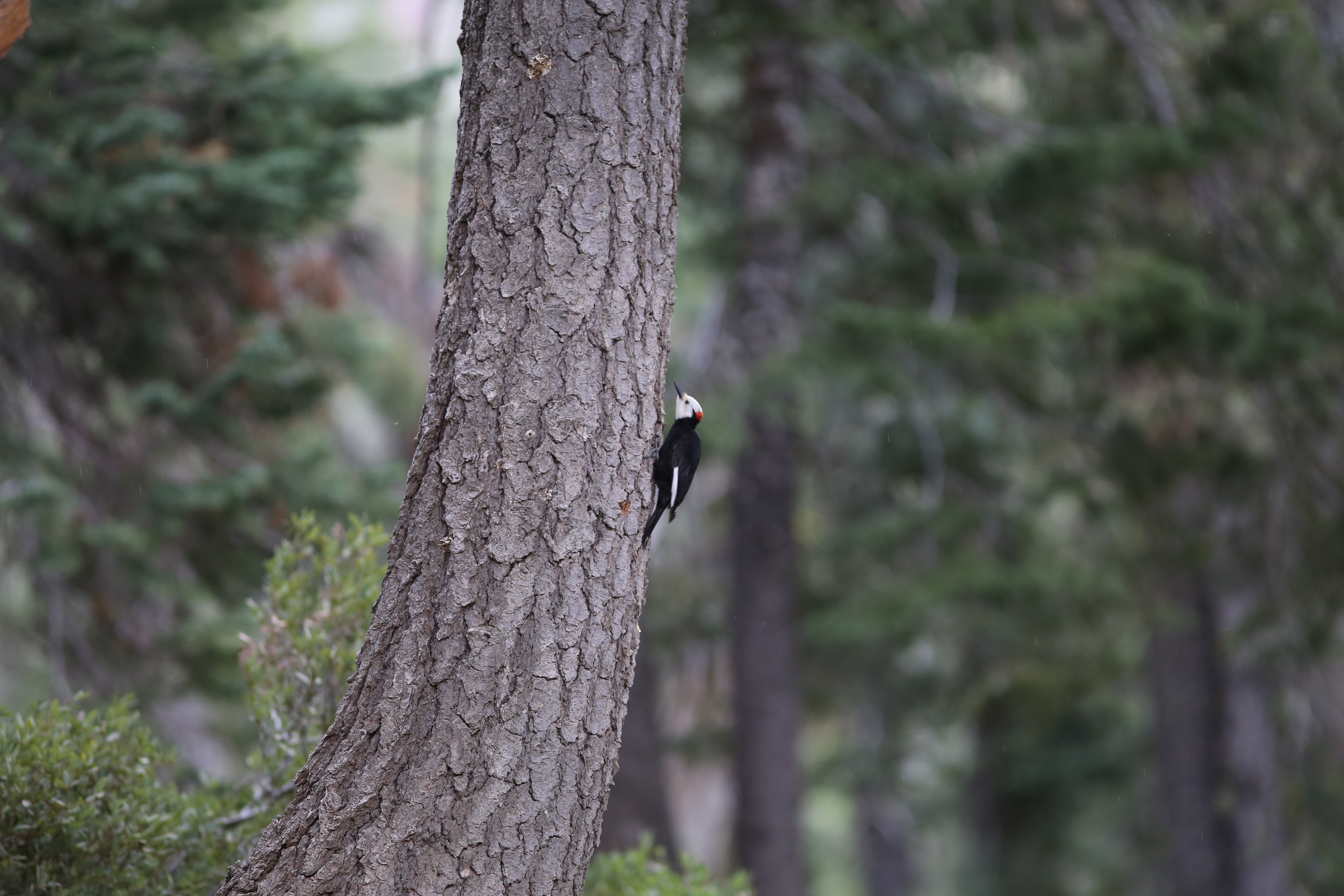 A white headed woodpecker clinging to the bark of a tall pine tree trunk in a forest