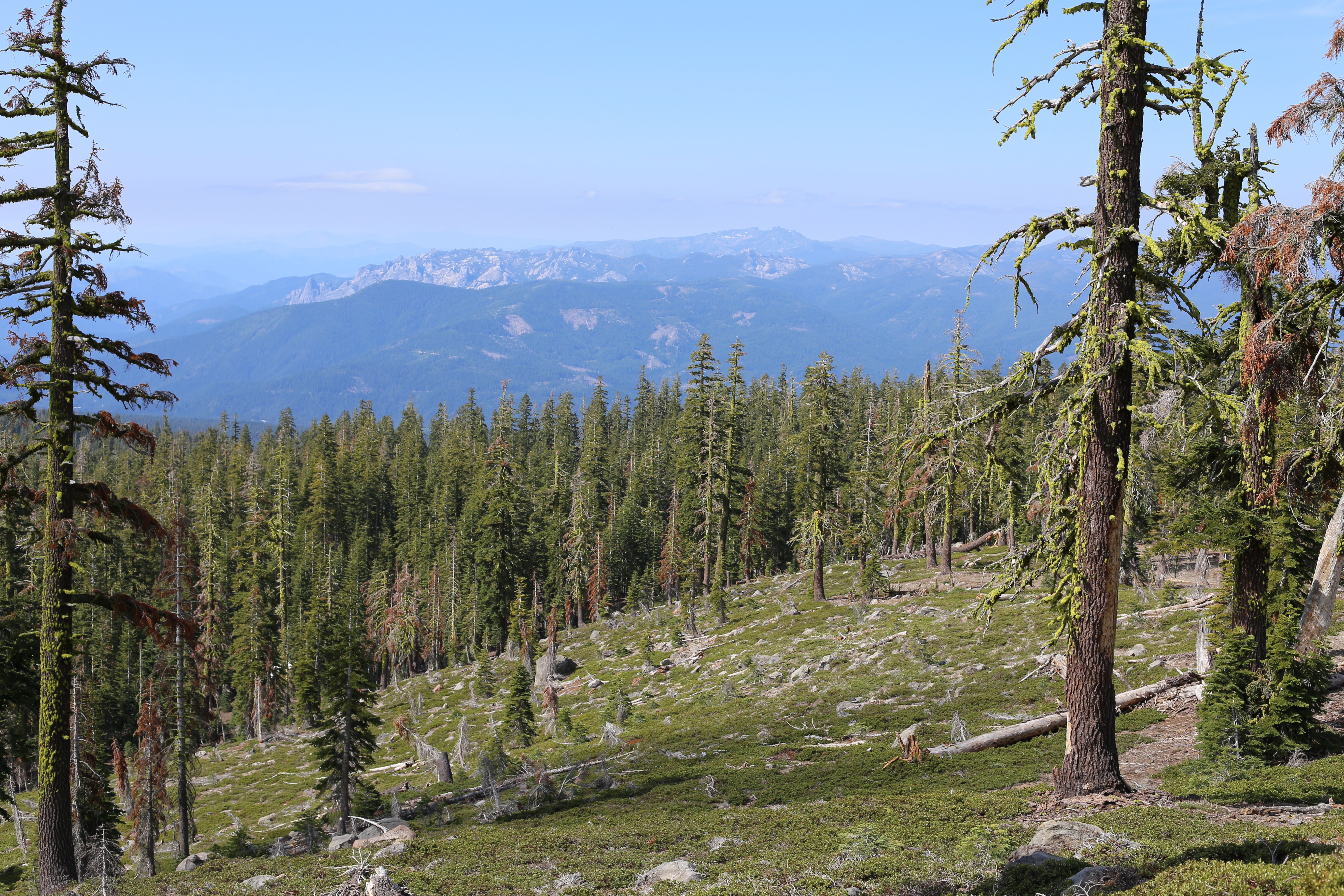 Open subalpine forest of scattered conifers looking out over a wide valley with distant mountain ridges through the haze